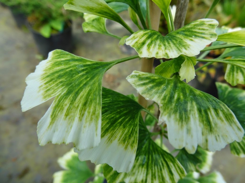 Ginkgo biloba 