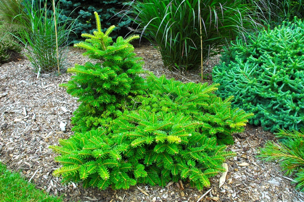 Abies alba 