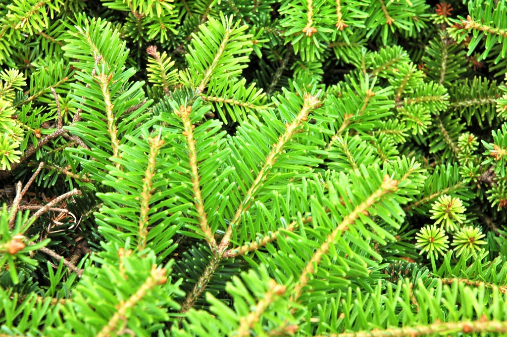 Abies alba 