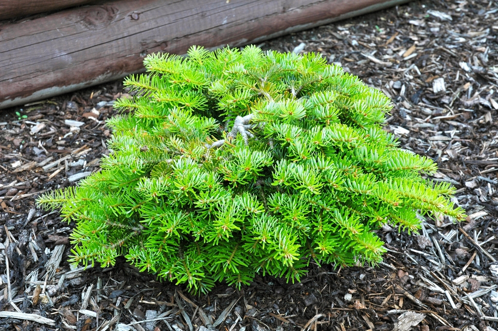 Abies alba 