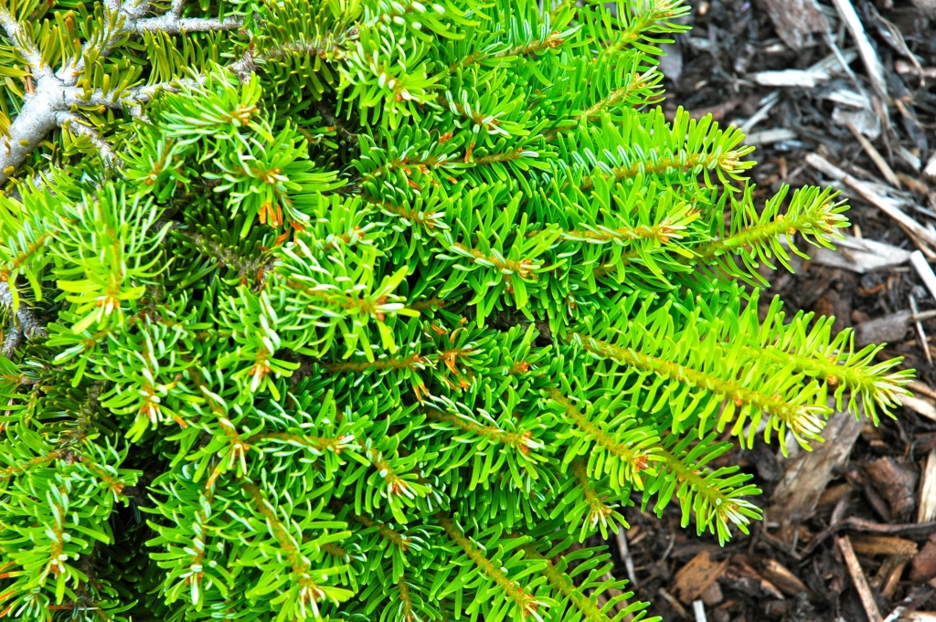 Abies alba 