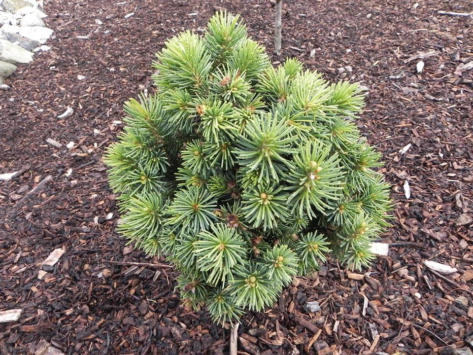 Picea schrenkiana 