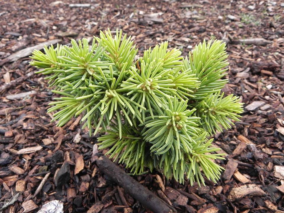 Picea schrenkiana 