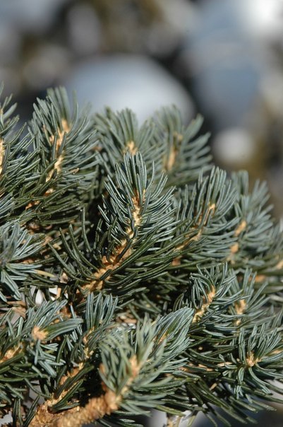 Picea schrenkiana 