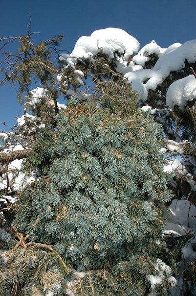 Picea schrenkiana 