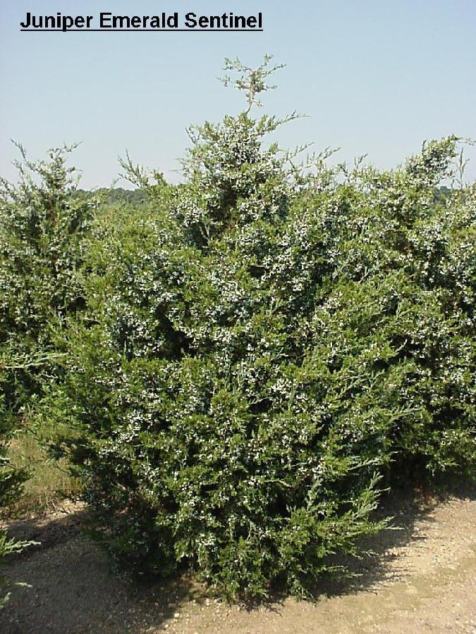 Juniperus virginiana 