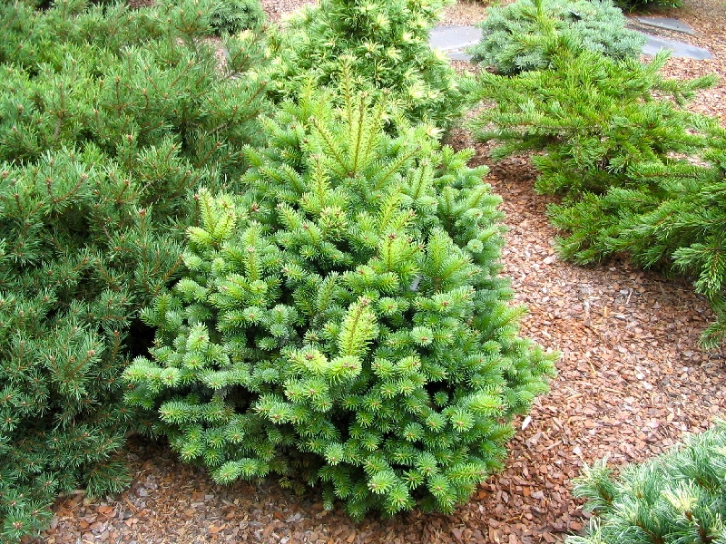 Abies balsamea 