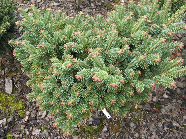 Abies balsamea 