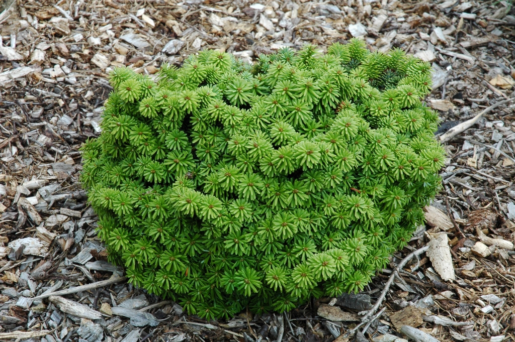 Abies balsamea 