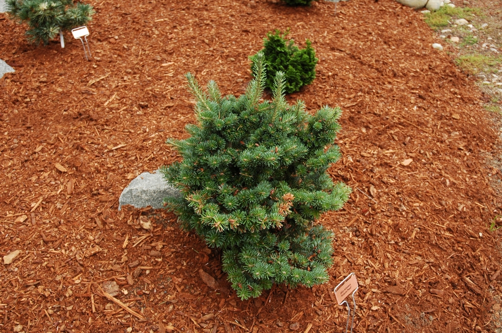 Abies balsamea 