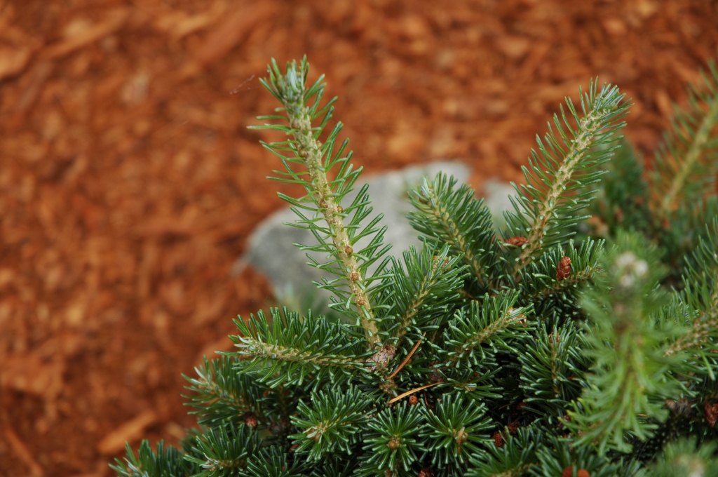 Abies balsamea 