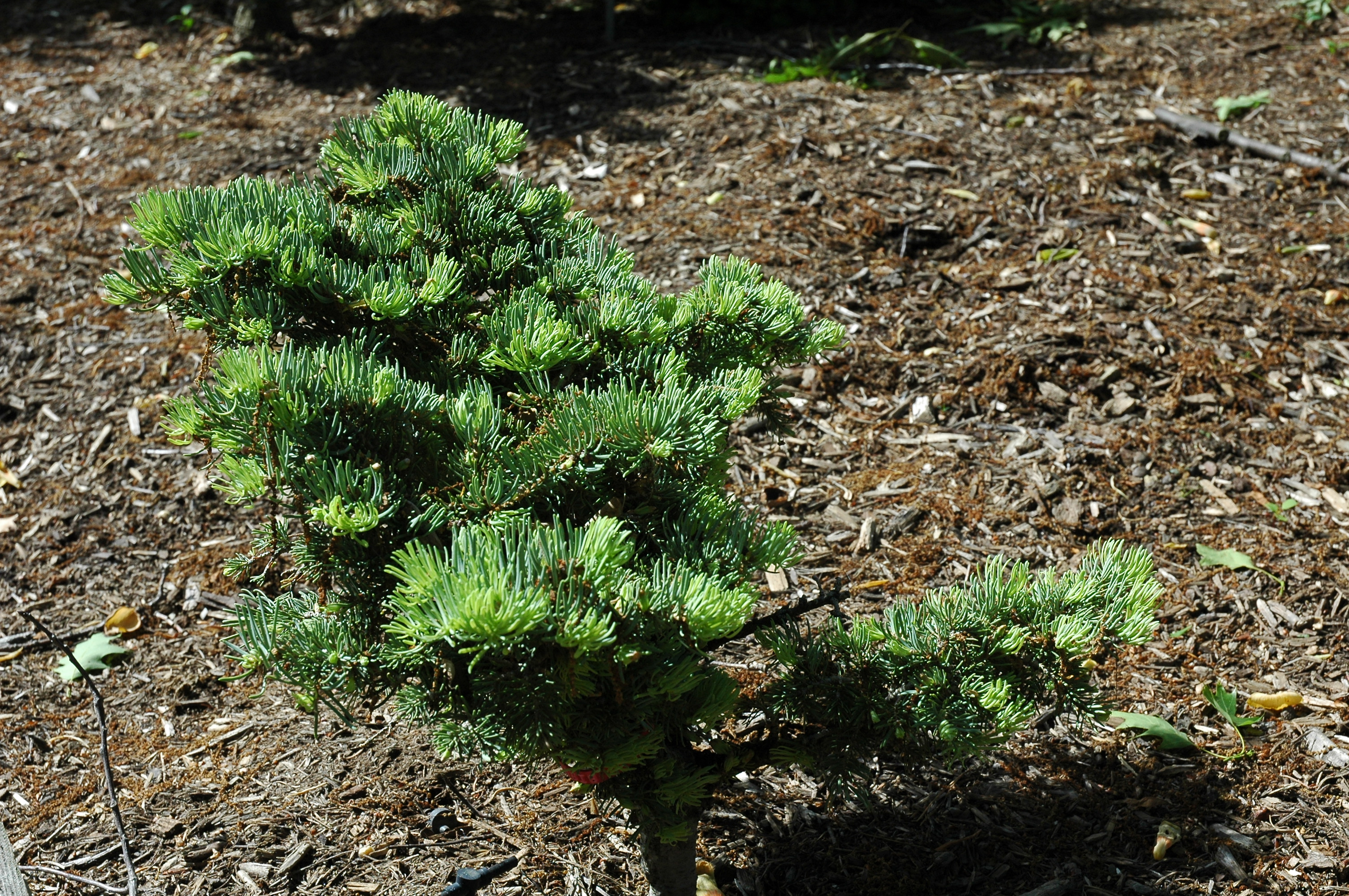 Abies concolor 