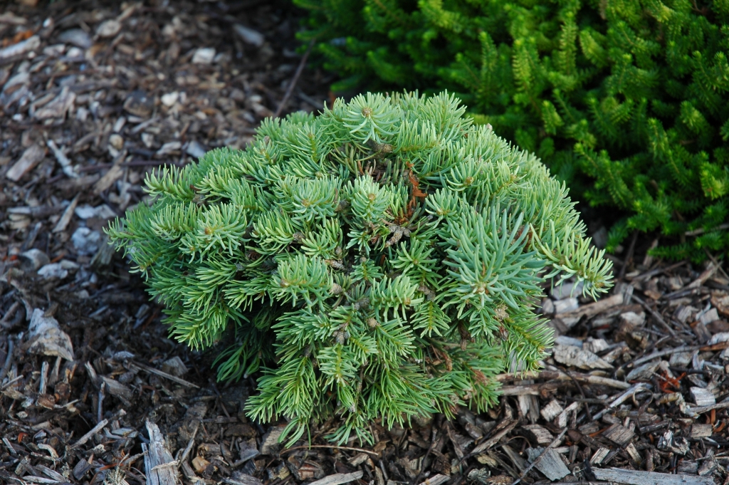 Abies concolor 