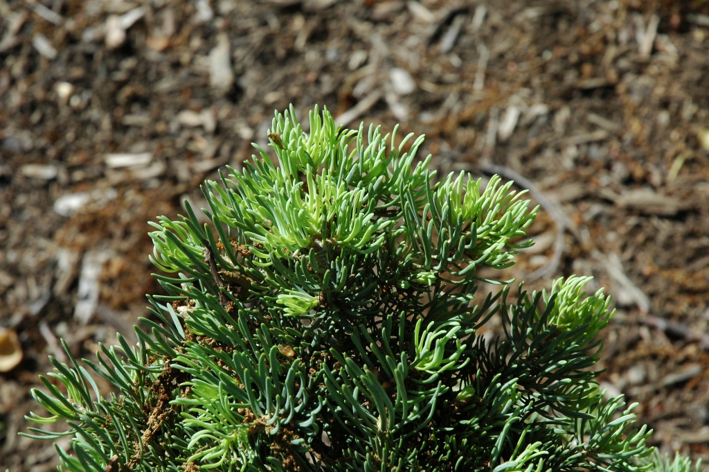 Abies concolor 