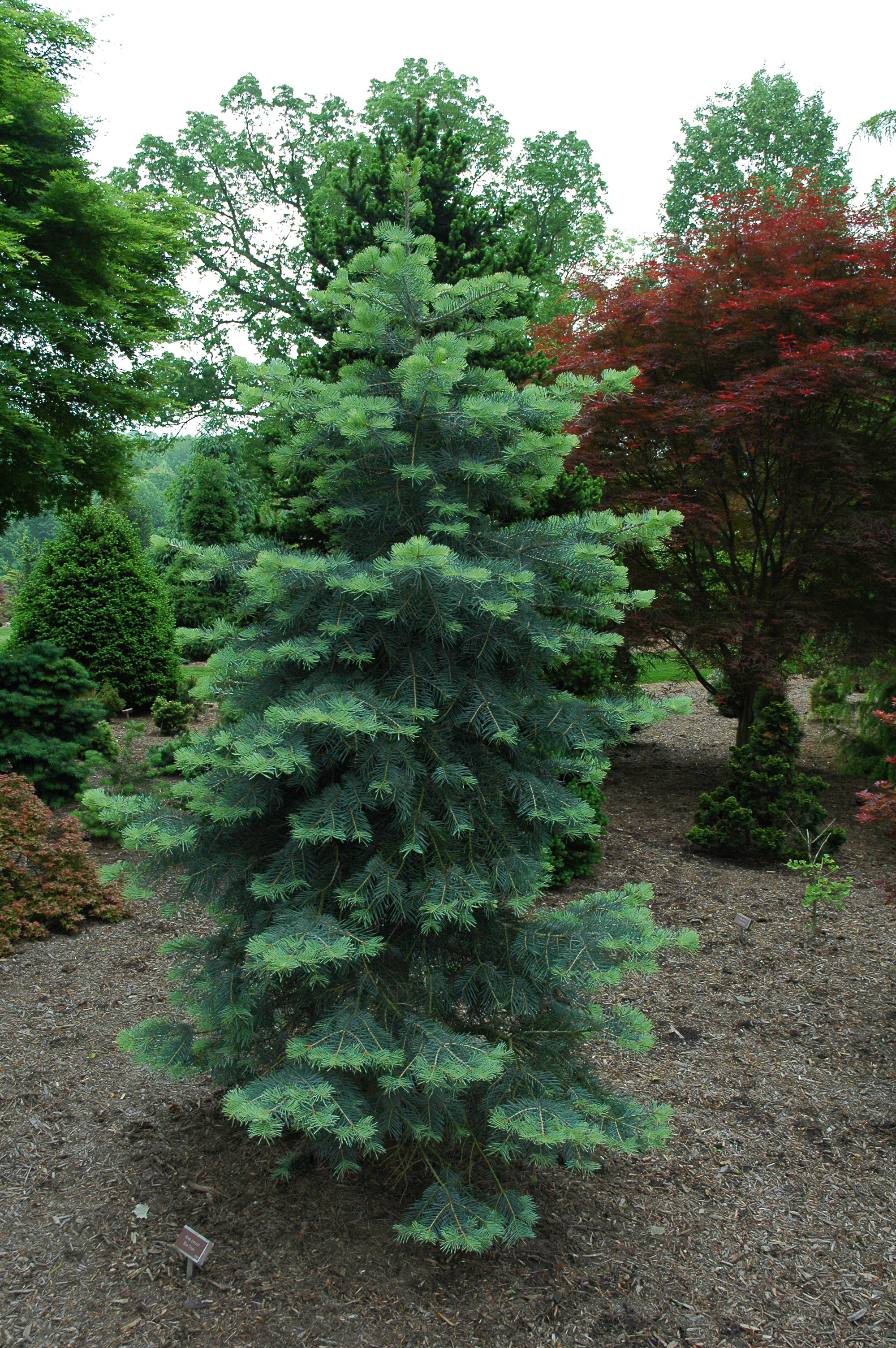 Abies concolor 