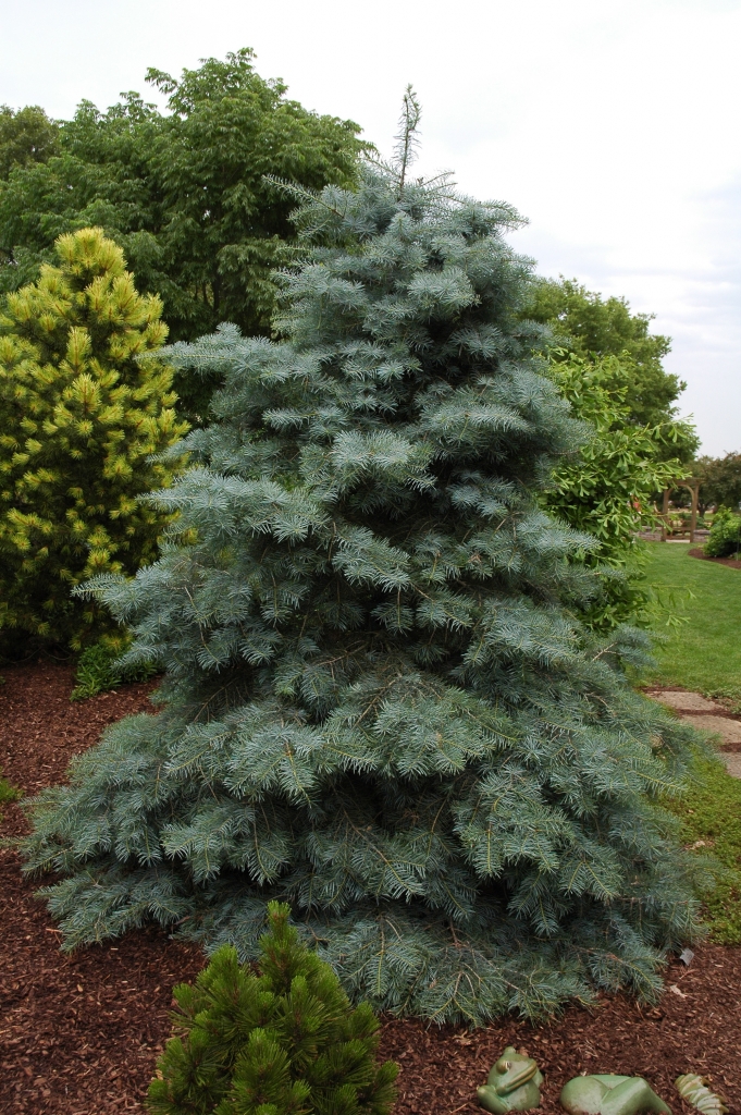 Abies concolor 