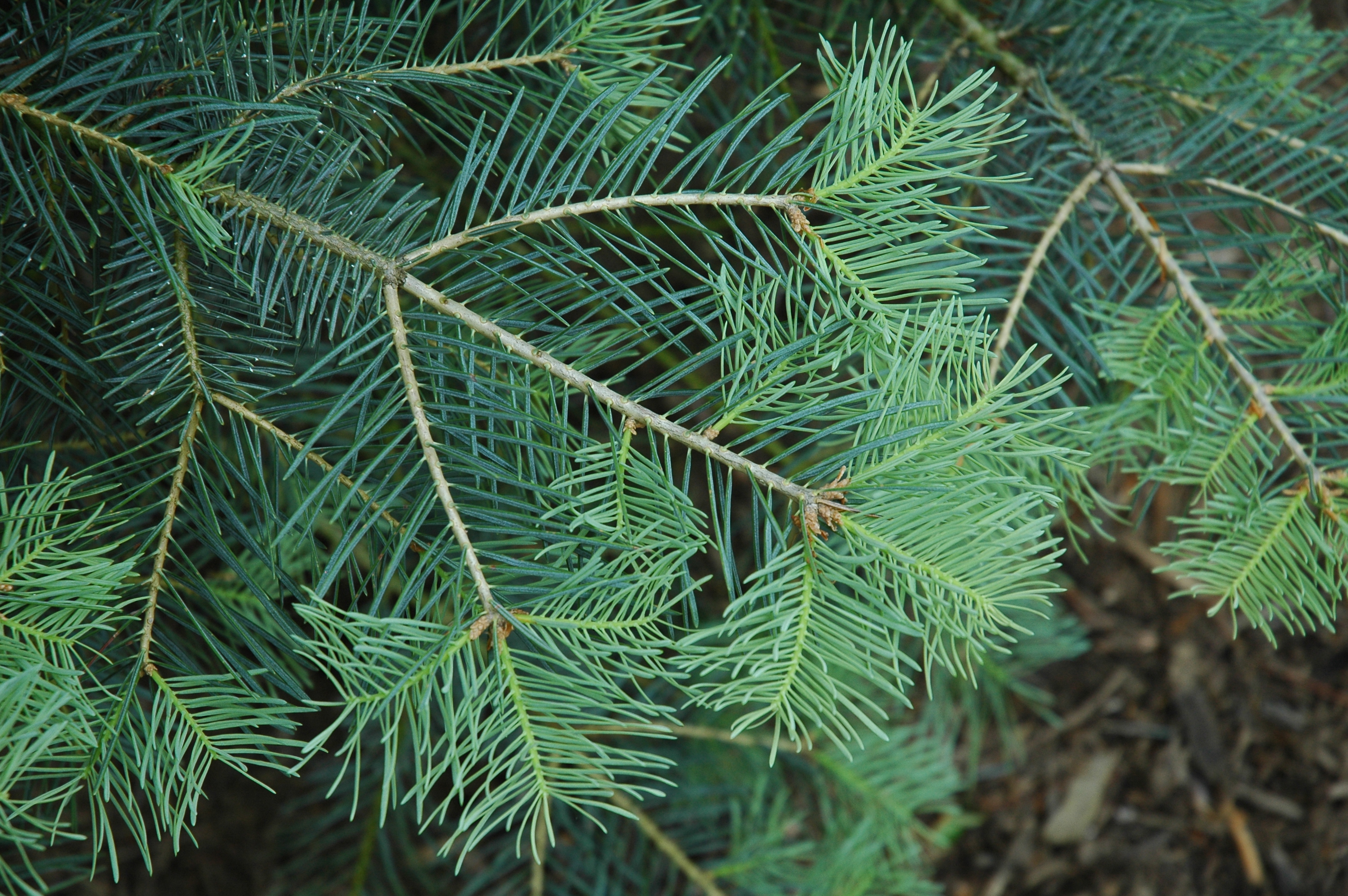 Abies concolor 