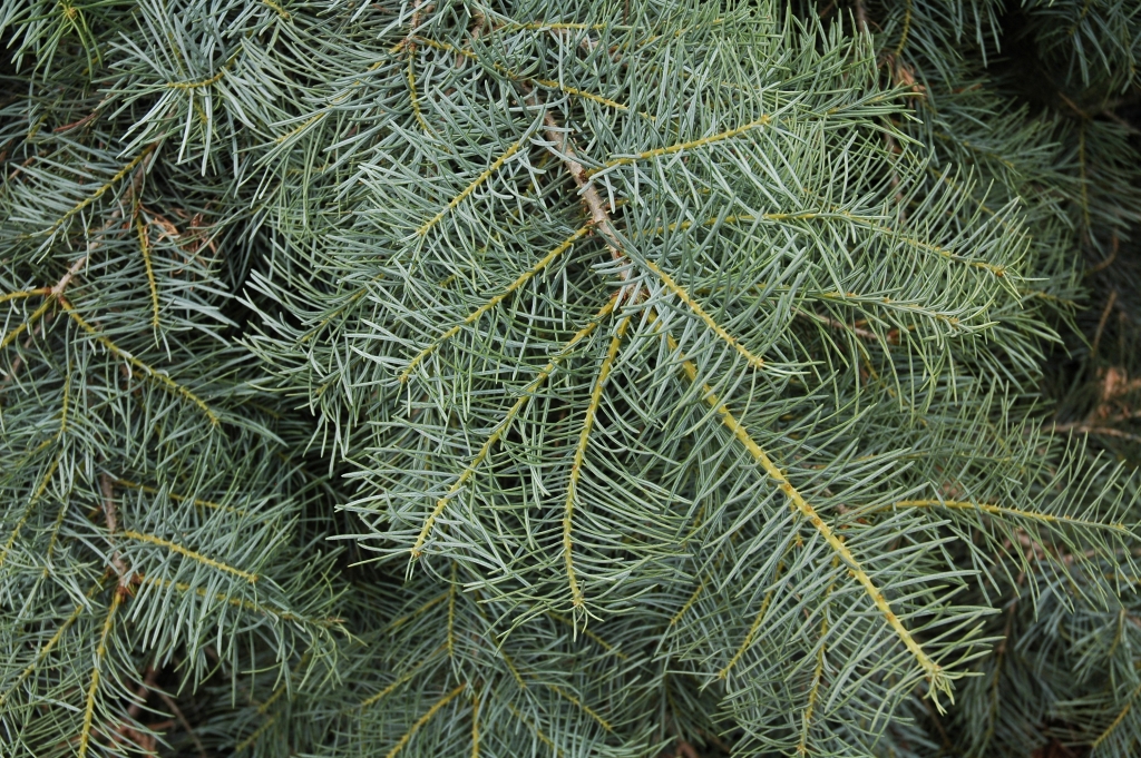 Abies concolor 