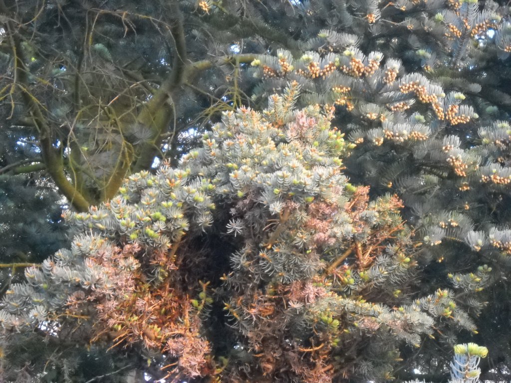 Abies concolor 