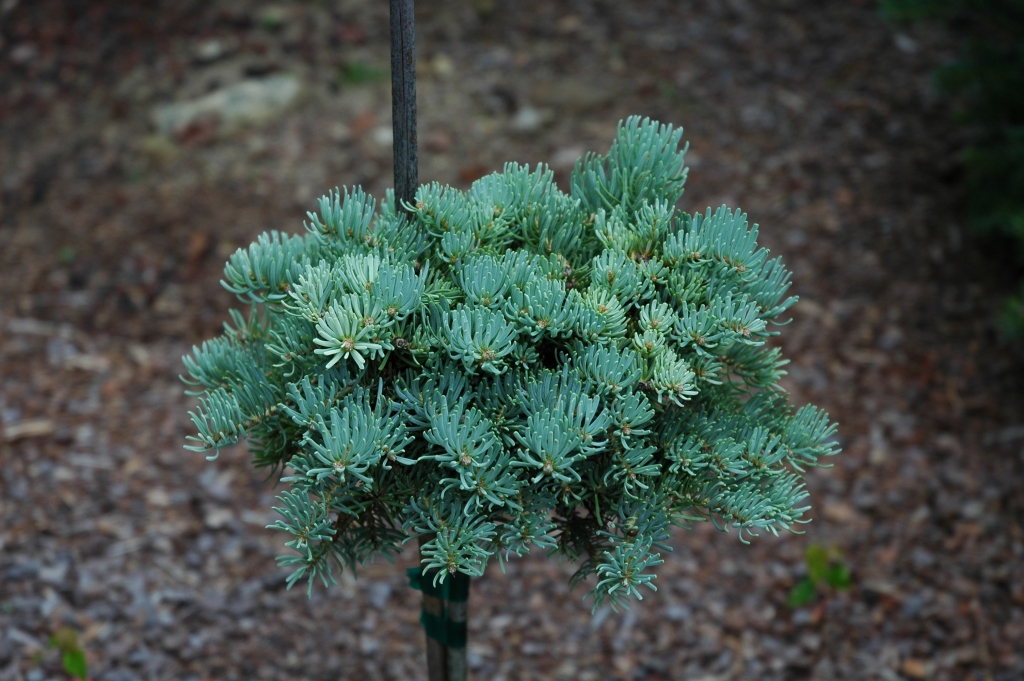 Abies concolor 