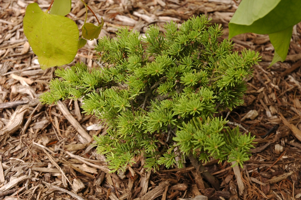 Abies concolor 