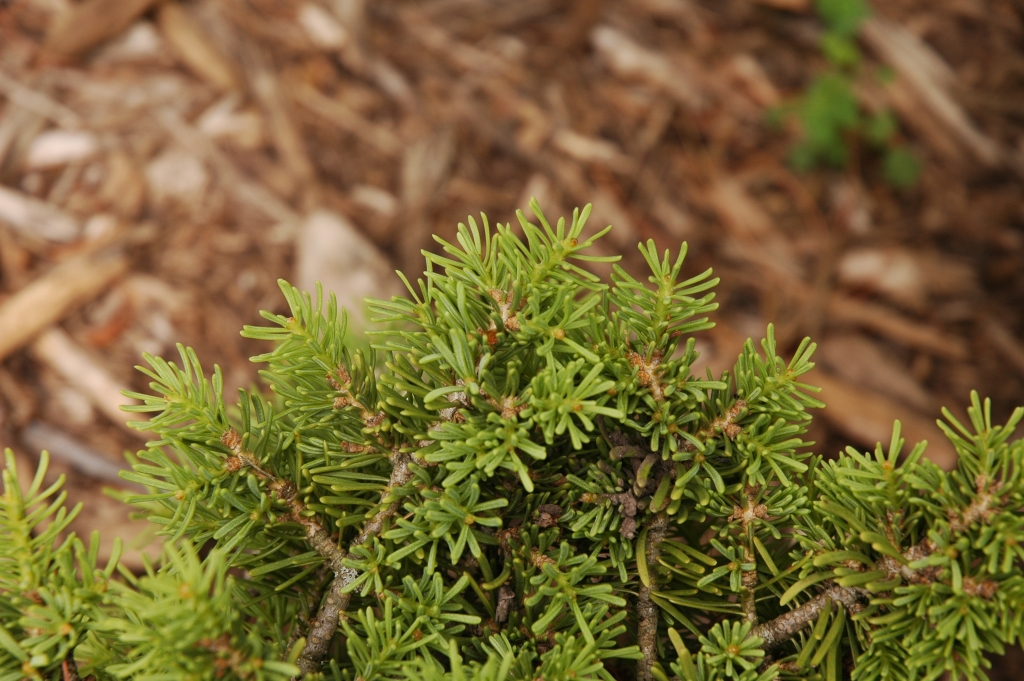 Abies concolor 