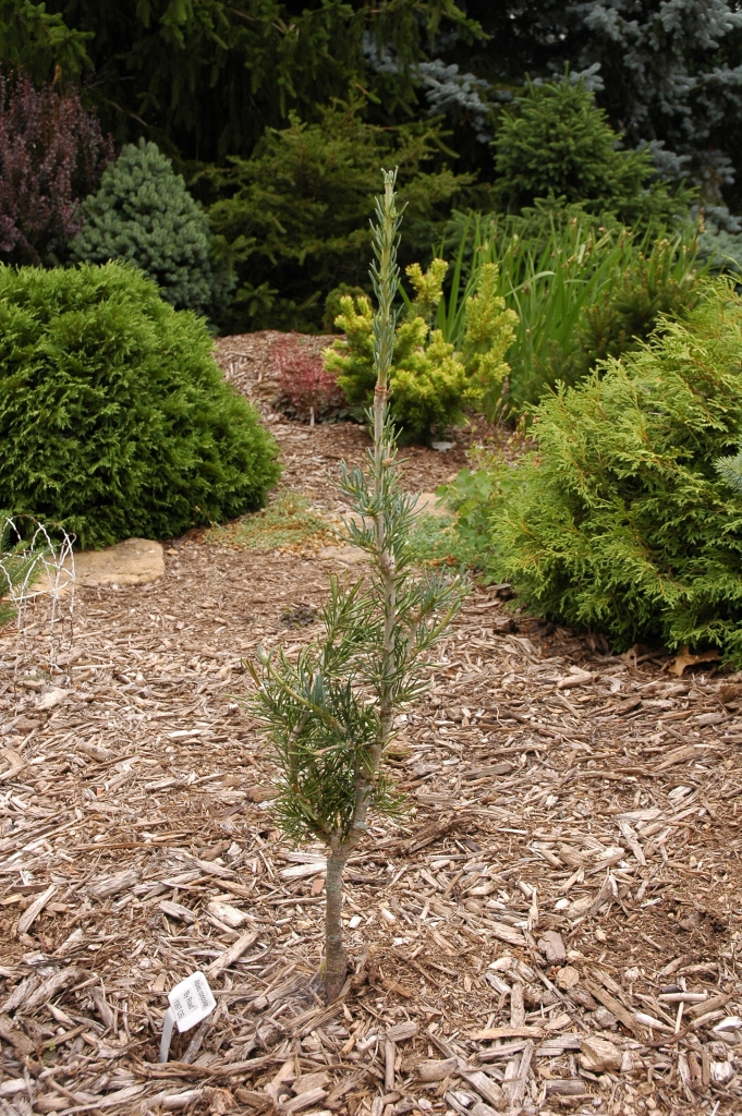 Abies concolor 