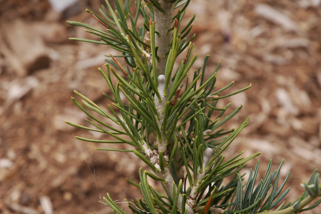 Abies concolor 
