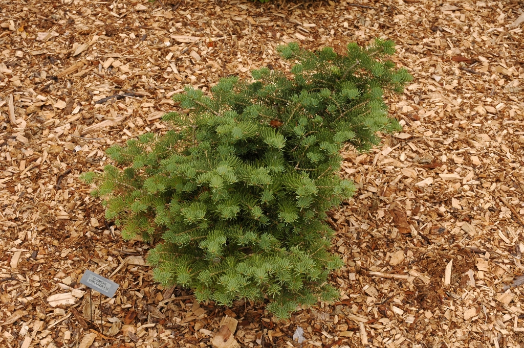 Abies concolor 