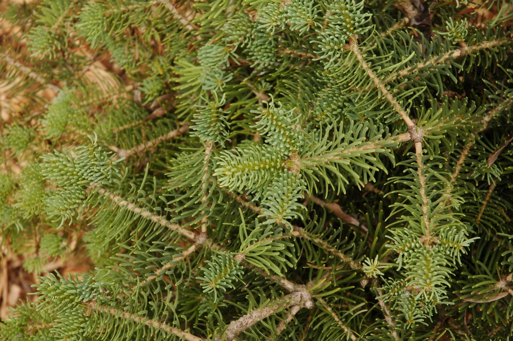 Abies concolor 