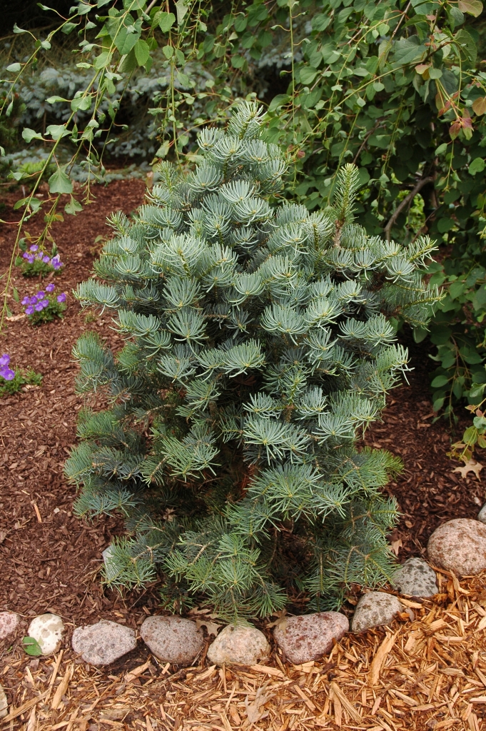 Abies concolor 