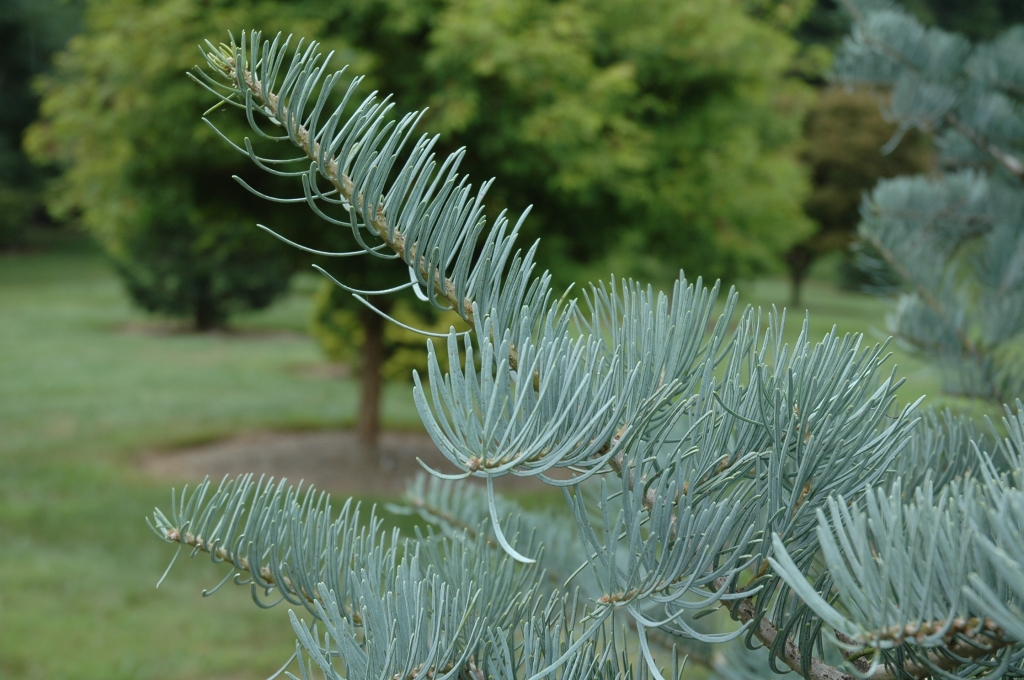 Abies concolor 