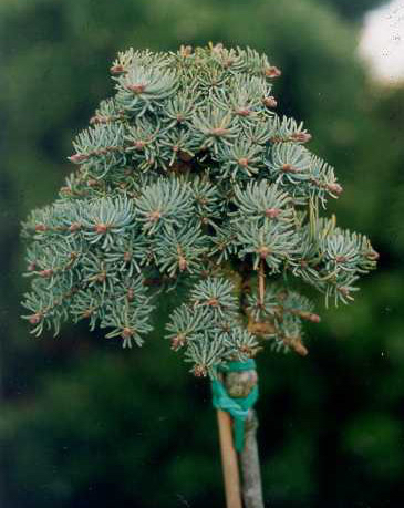 Abies concolor 