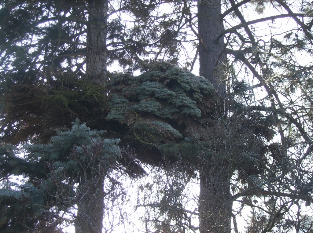 Abies concolor 