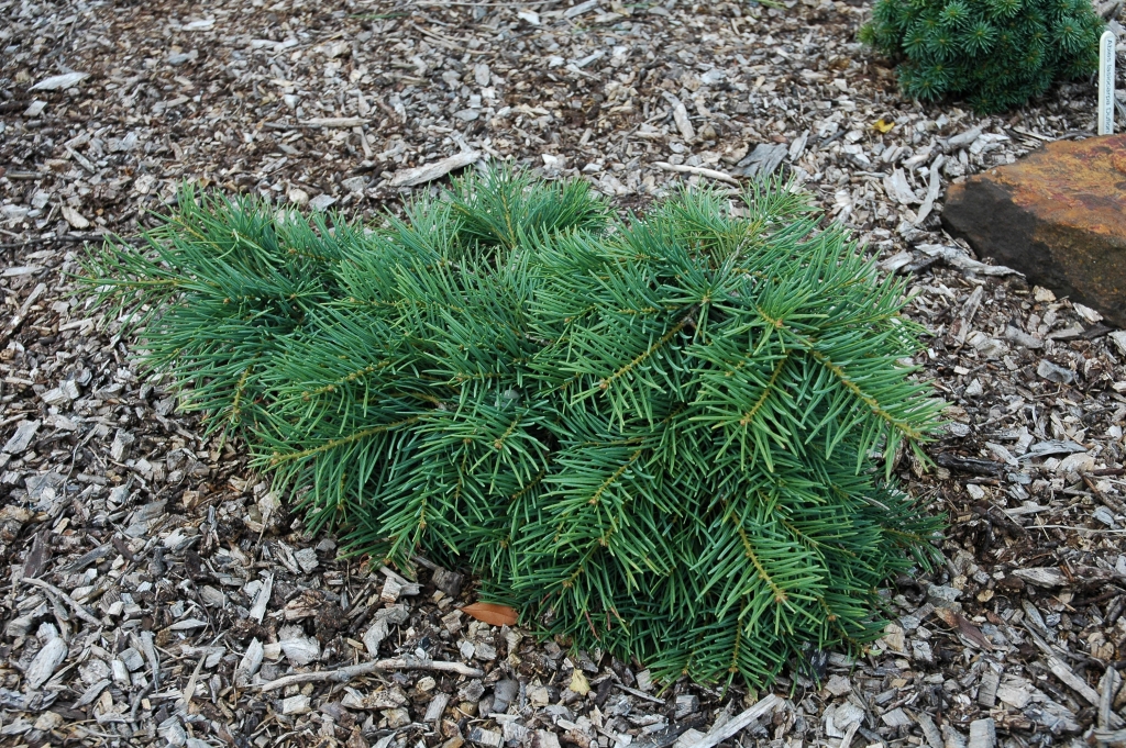 Abies concolor 