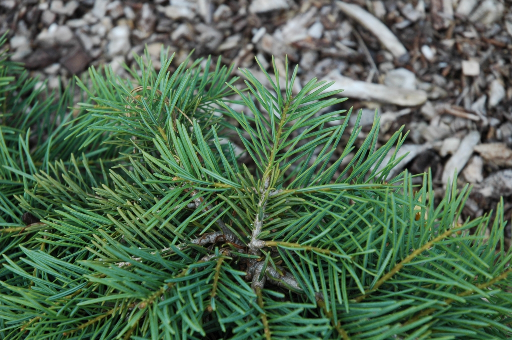 Abies concolor 