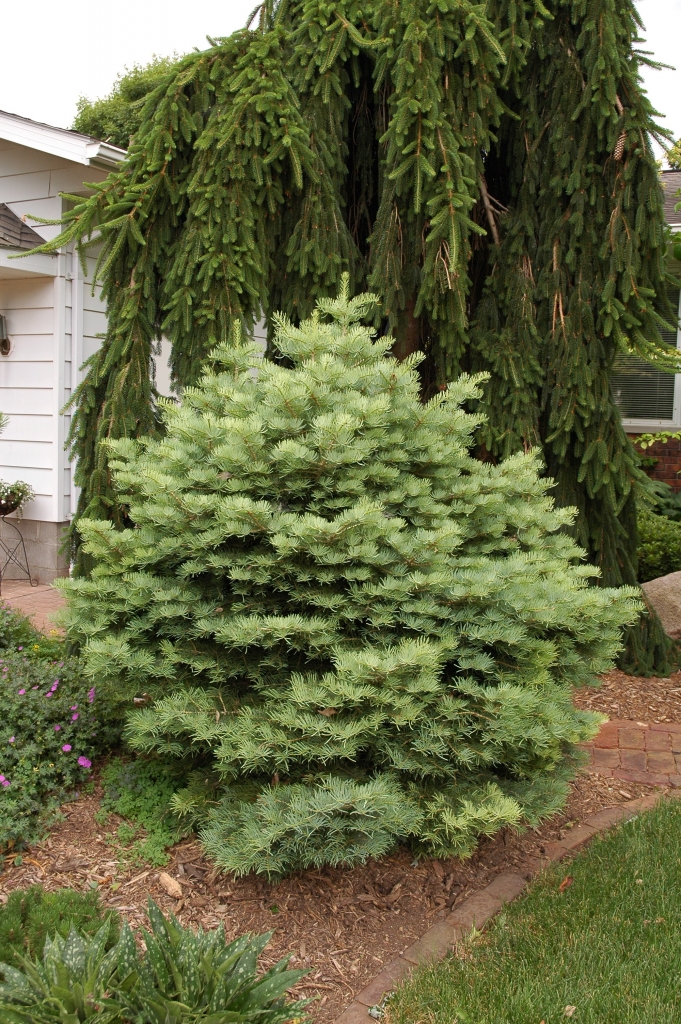 Abies concolor 