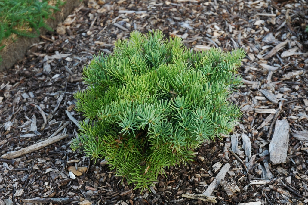 Abies concolor 