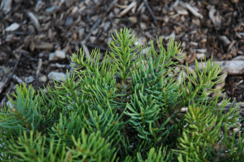 Abies concolor 
