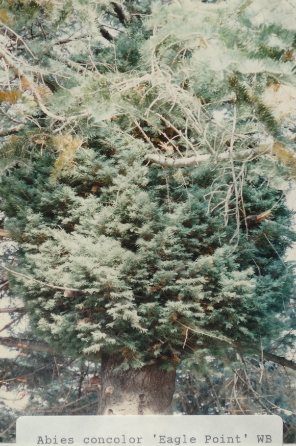 Abies concolor 