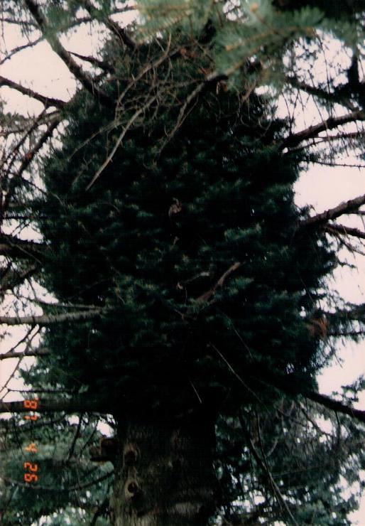 Abies concolor 
