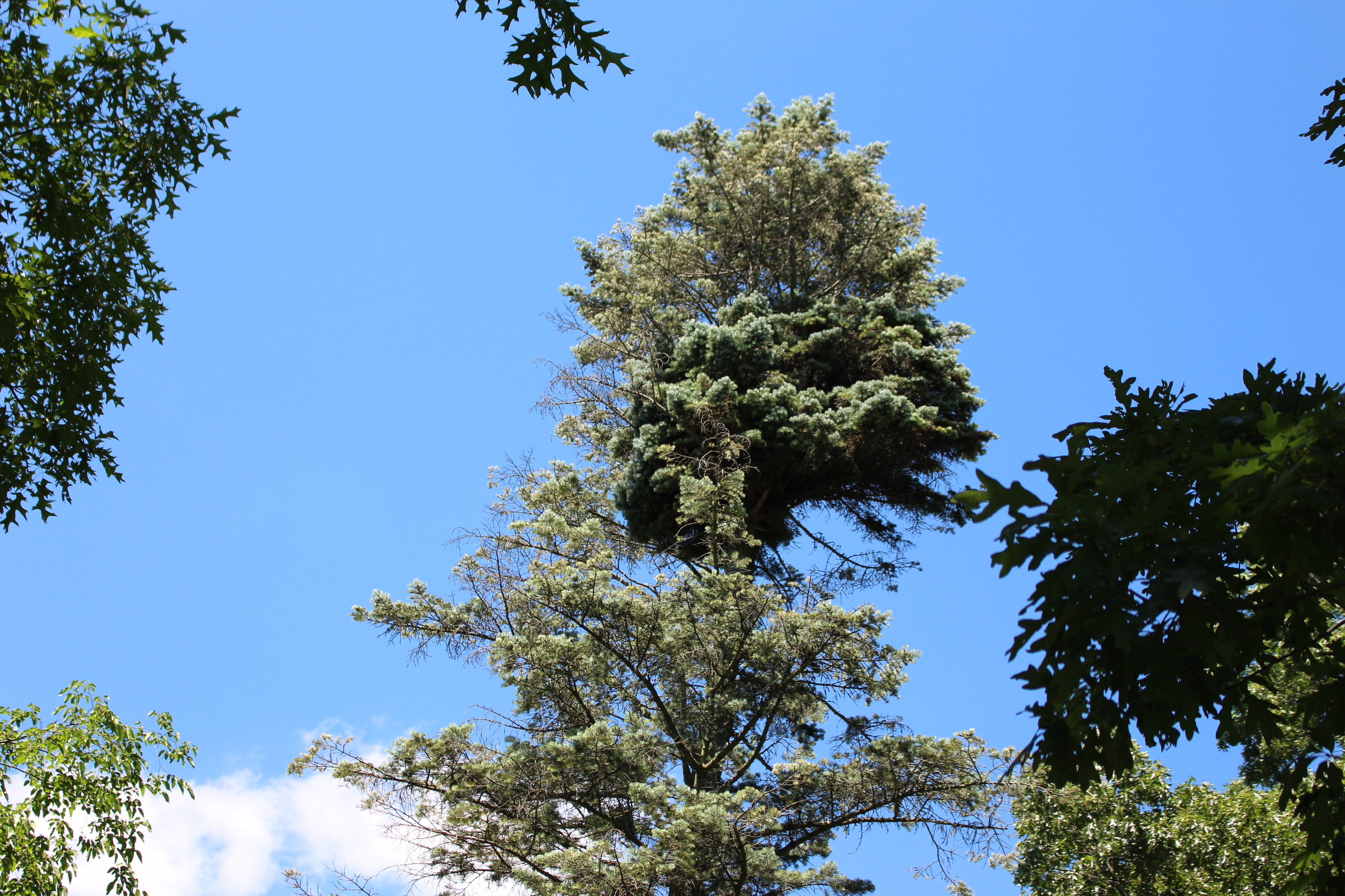 Abies concolor 
