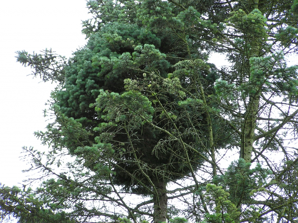Abies concolor 