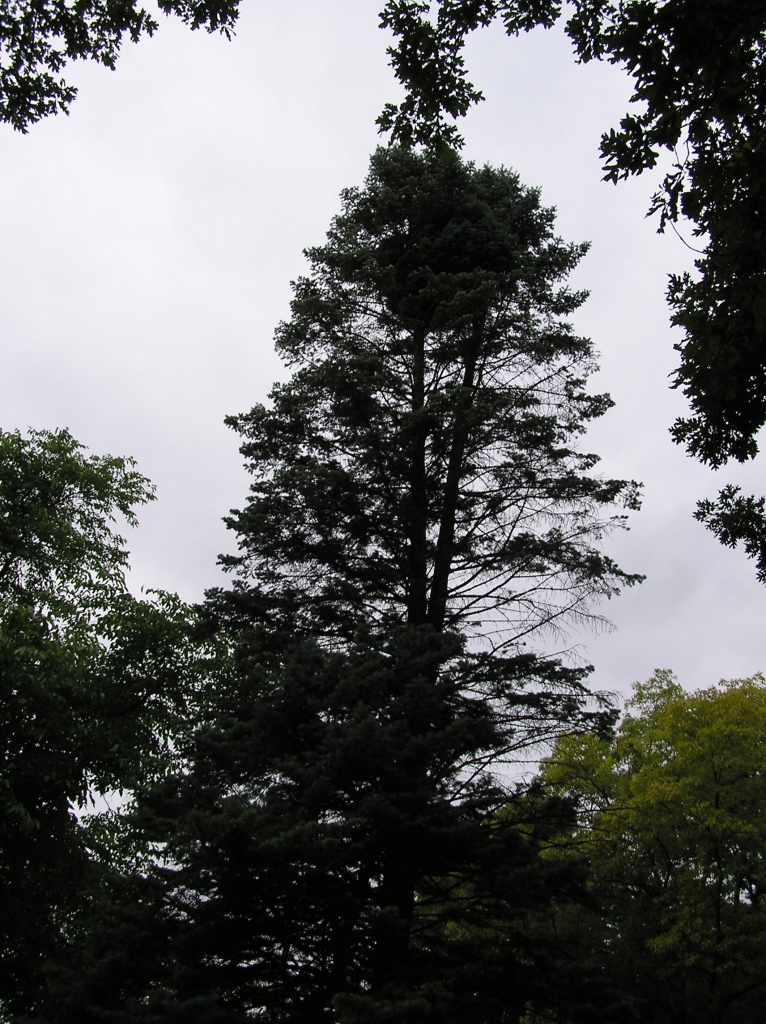 Abies concolor 