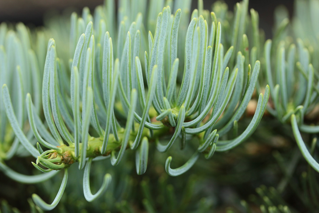 Abies concolor 