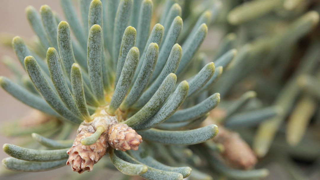 Abies concolor 