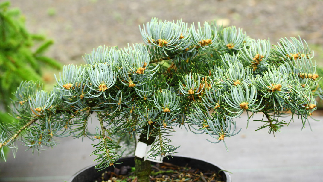 Abies concolor 