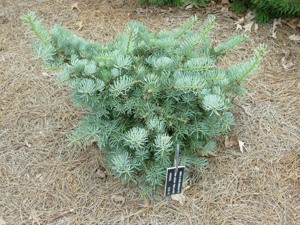 Abies concolor 