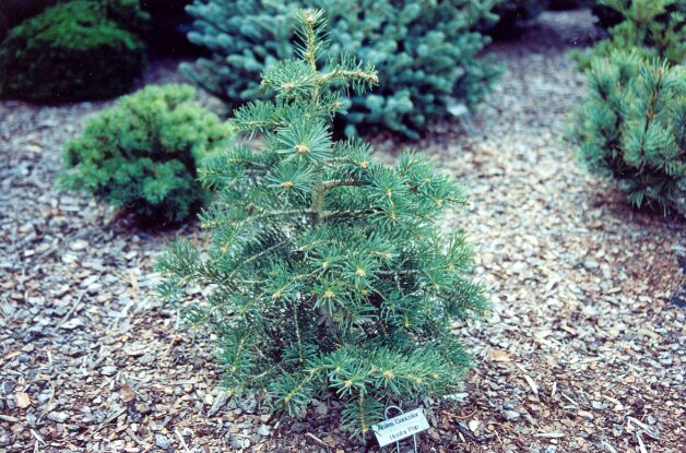 Abies concolor 
