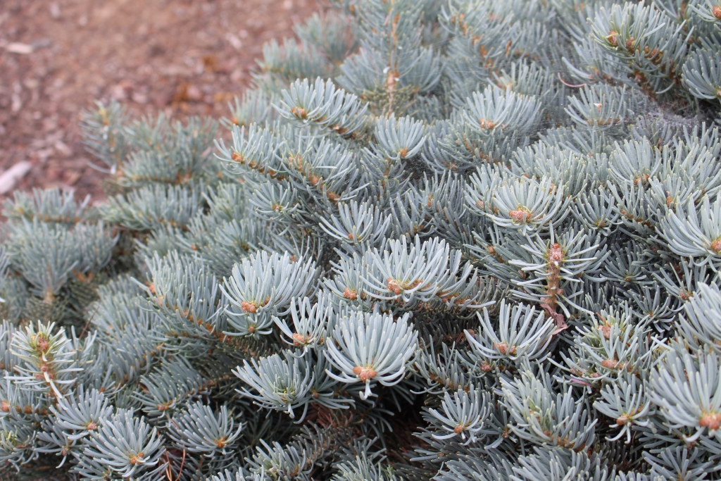 Abies concolor 